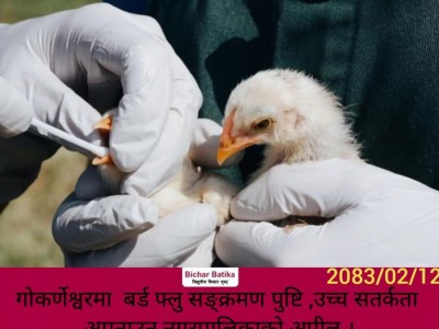 गोकर्णेश्वरमा  बर्ड फ्लु सङ्क्रमण पुष्टि ,उच्च सतर्कता अपनाउन नगरपालिकाकाे अपील ।