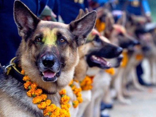 आज कुकुर र काग तिहार मनाइँदै