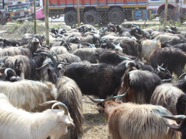 च्याङग्रा बेचेर ३५ करोड कमाए मुस्ताङ बासीले