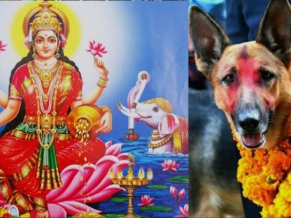 आज यम पञ्चककाे दाेस्राे दिन बिहान कुकुुर तिहार साँझ लक्ष्मीपुजा गरिदै ।