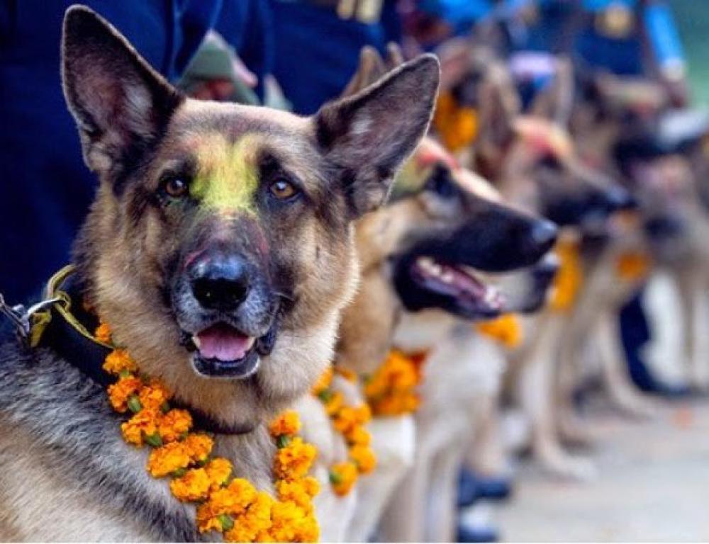 आज कुकुर र काग तिहार मनाइँदै