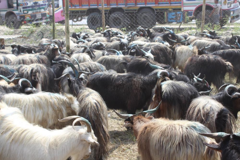 च्याङग्रा बेचेर ३५ करोड कमाए मुस्ताङ बासीले