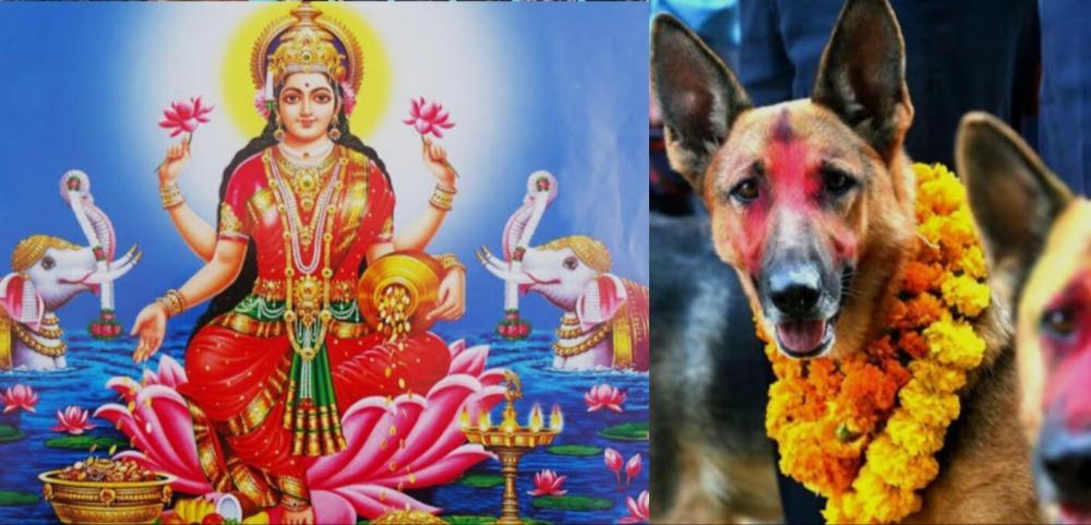 आज यम पञ्चककाे दाेस्राे दिन बिहान कुकुुर तिहार साँझ लक्ष्मीपुजा गरिदै ।