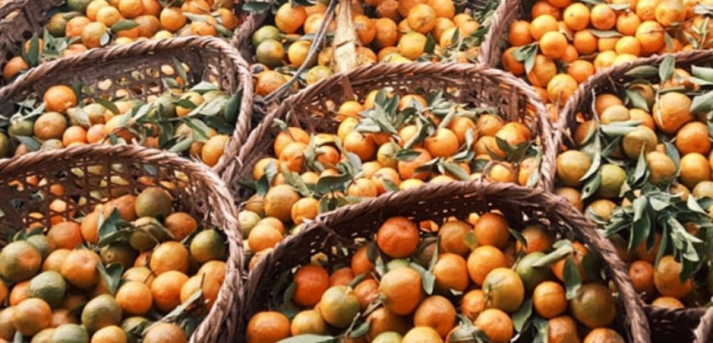 आजदेखि १५ गते सम्म मुग्लिनमा  दोस्रो इच्छाकामना सुन्तला महोत्सव सुरु हुने ।