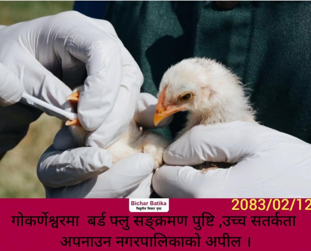गोकर्णेश्वरमा  बर्ड फ्लु सङ्क्रमण पुष्टि ,उच्च सतर्कता अपनाउन नगरपालिकाकाे अपील ।