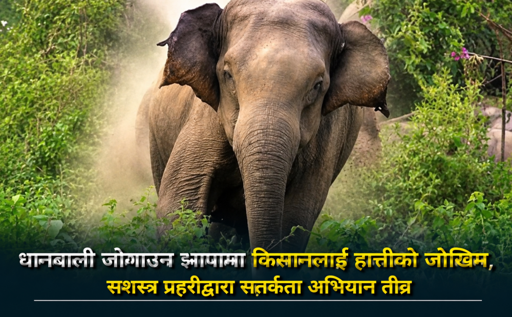 धानबाली जोगाउन झापामा किसानलाई हात्तीको जोखिम, सशस्त्र प्रहरीद्वारा सतर्कता अभियान तीव्र